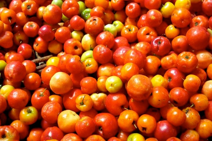 Investir em pesquisa e desenvolvimento de novas variedades mais resistentes a doenças e pragas, além de aprimorar as técnicas de cultivo e colheita, são medidas importantes para impulsionar ainda mais a produção brasileira de acerola e expandir seu mercado consumidor.