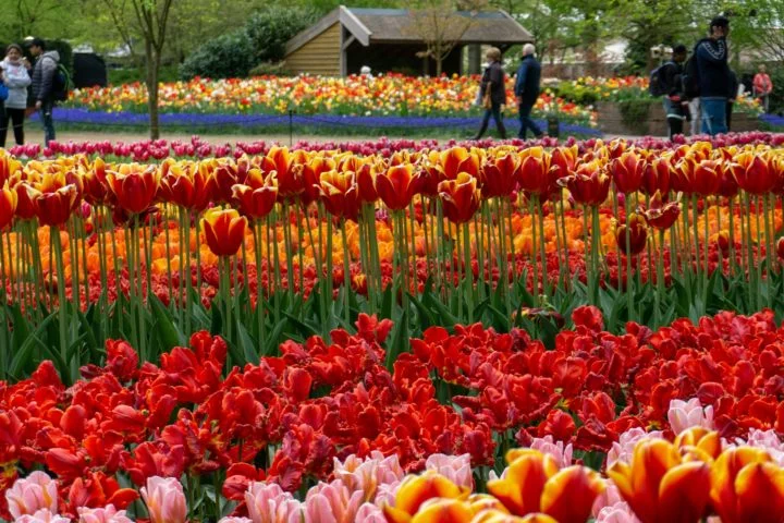 Atrai turistas: Na Holanda, os campos de tulipas são uma grande atração turística, especialmente durante a primavera.