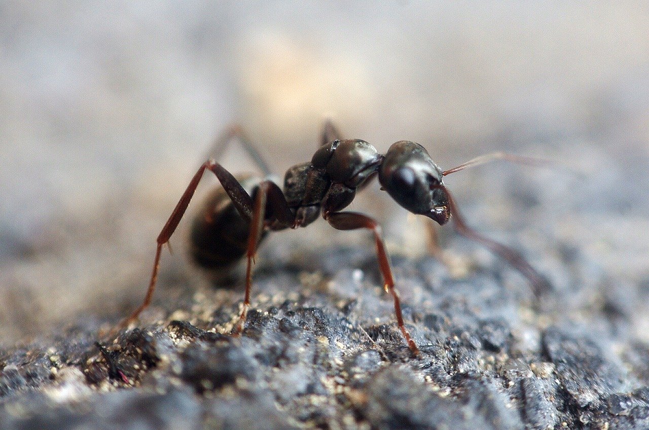 Esse invertebrado possui a maior massa cerebral entre os insetos. Umas ensinam às  outras o caminho para buscar alimentos e elas têm capacidade de resolver problemas em grupo. Curiosamente algumas espécies cultivam fungos.