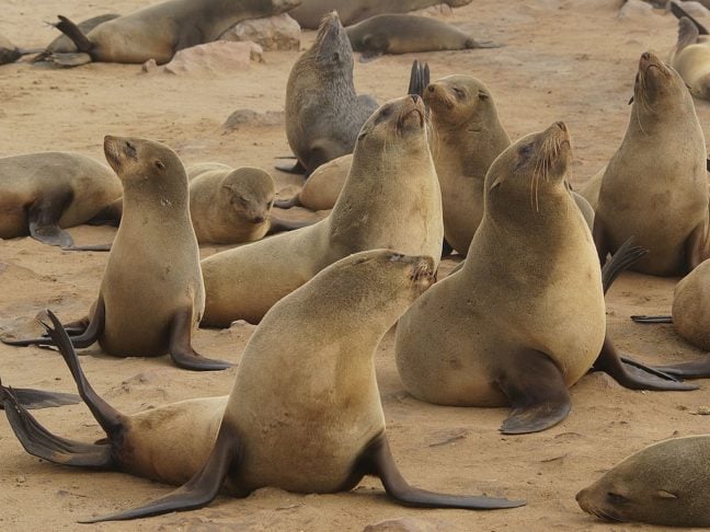 Apesar de passarem boa parte do tempo na água, os lobos-marinhos retornam à terra para descansar, cuidar dos filhotes e se reproduzir.