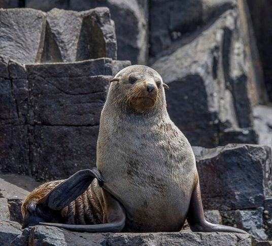 Os machos são significativamente maiores que as fêmeas, podendo atingir até 2 metros de comprimento e pesar cerca de 300 quilos, enquanto as fêmeas geralmente medem entre 1,2 e 1,5 metros e pesam até 120 quilos.