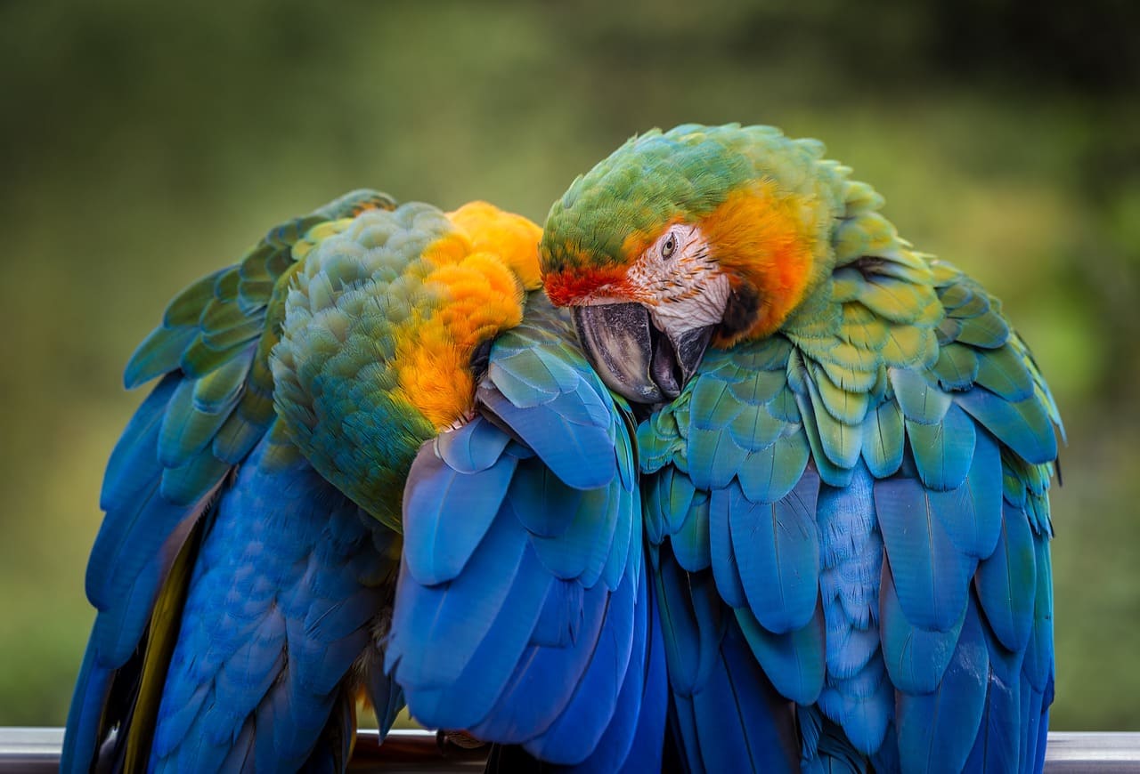 Os papagaios, de forma geral, estão na lista dos animais mais inteligentes do mundo.  A ave pesa até 400g e mede cerca de 37 cm, vivendo  aproximadamente 70 anos. Existem mais de 350 espécies no planeta. São geralmente monogâmicos, vivendo com apenas um companheiro a vida toda.