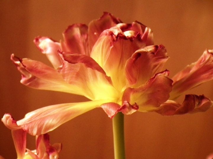 Após a floração, as folhas da tulipa geralmente começam a murchar e a planta entra em dormência.