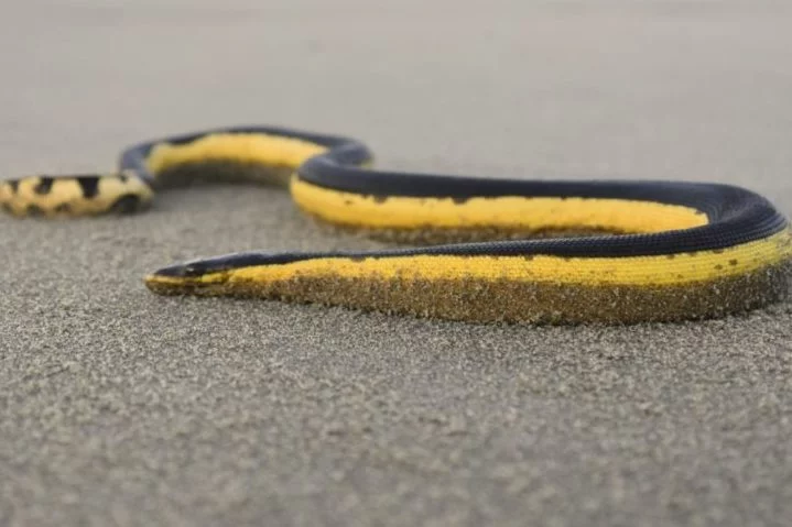 Na Austrália, há também as cobras marinhas, como a cobra-do-mar-pelágio que vive no oceano e possui um veneno poderoso. Apenas uma mordida dela libera toxina suficiente para matar 100 pessoas! 