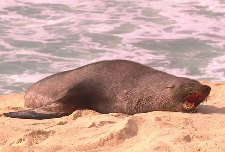O lobo-marinho, um macho jovem, surgiu nas areias da Praia de Ipanema na manhã de terça-feira (18/12) e virou atração entre os banhistas, nos noticiários e nas redes sociais.