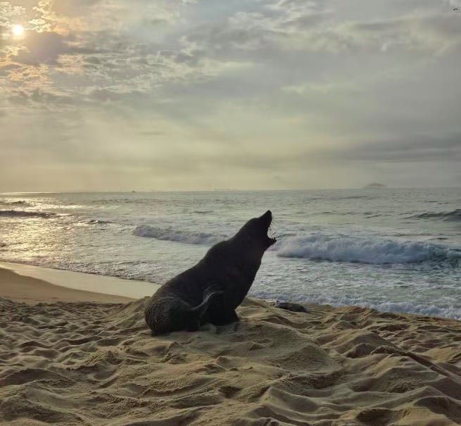 A área foi isolada e o Corpo de Bombeiro acionado. Uma equipe de especialistas permanece no local para garantir a segurança do animal, que ganhou até apelido: 