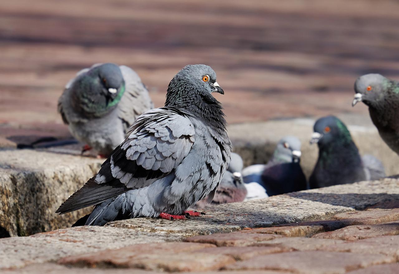 Pombo- São aves que possuem bico, pescoços e patas curtas. Há mais de 300 espécies pelo mundo, seus voos alcançam 80 km/h. Alimentam-se de sementes e plantas, e possuem areia em seu estômago, o que os ajuda na digestão.