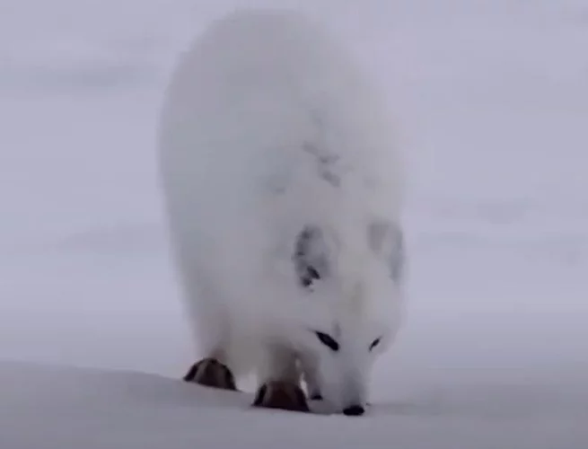 Raposa do Ártico - Elas têm uma pelagem branca (algumas vezes acinzentada) muito específica, que funciona de maneira eficaz como camuflagem nas paisagens invernosas. As tonalidades naturais do pelo permitem que este tipo de raposa se misture com a tundra de neve e gelo.