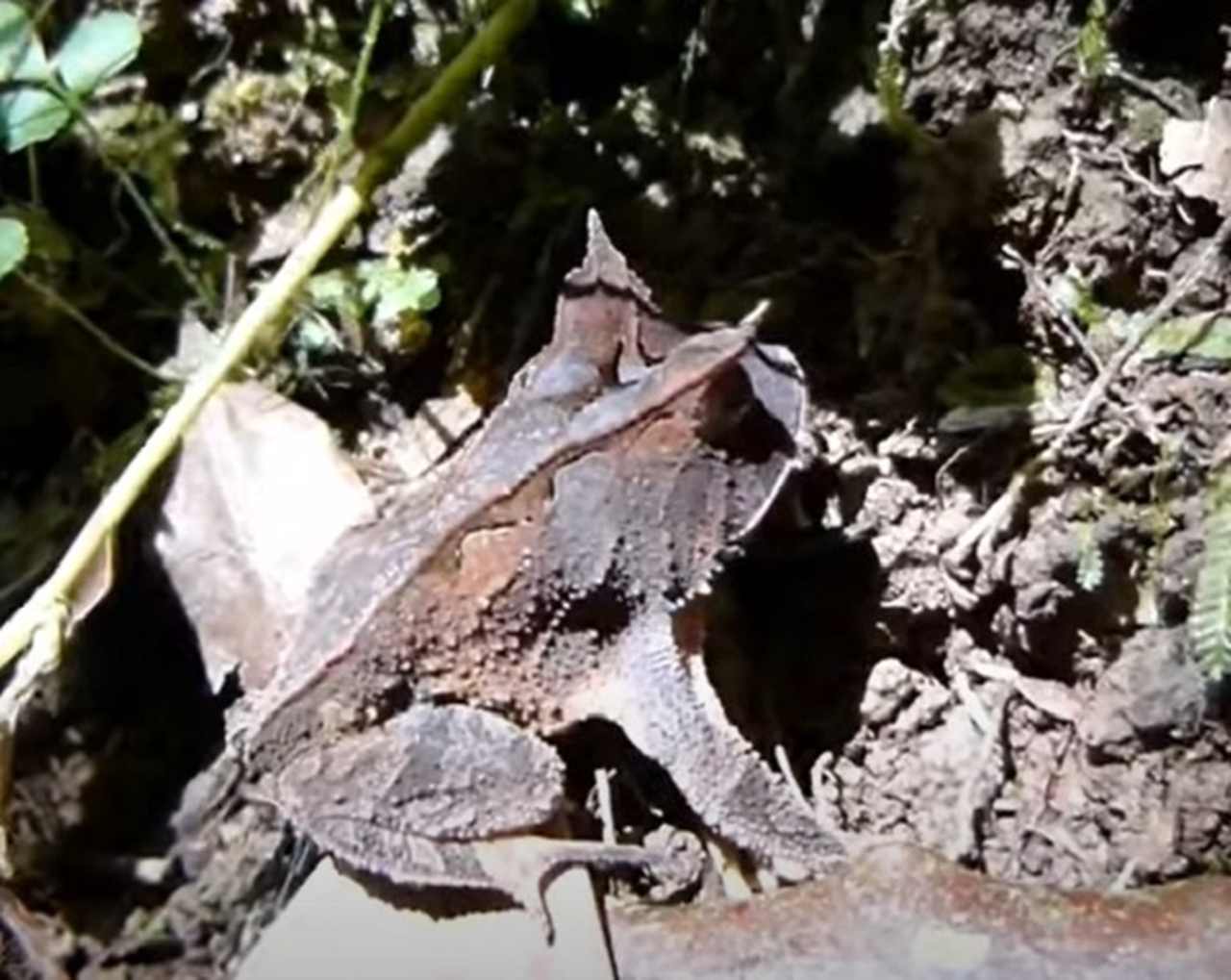 Sapo-Folha - Um animal muito inteligente nesses momentos. Isso porque ele sabe que sua forma e aparência lembra muito com as folhas secas. Por isso, conseguem se camuflar em vegetações mortas, com diversas folhas caídas no chão, se escondendo assim de possíveis predadores.