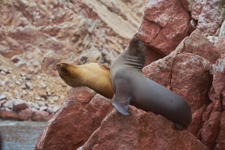 Os lobos-marinhos são conhecidos por sua aparência ágil e graciosa tanto na água quanto em terra, com orelhas externas visíveis (o que os diferencia das focas) e nadadeiras que permitem uma locomoção eficiente em ambientes terrestres.