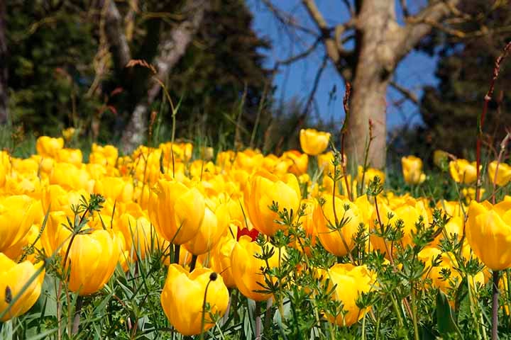 A tulipa amarela, por outro lado, é  frequentemente associada à alegria, amizade, otimismo e boa sorte.