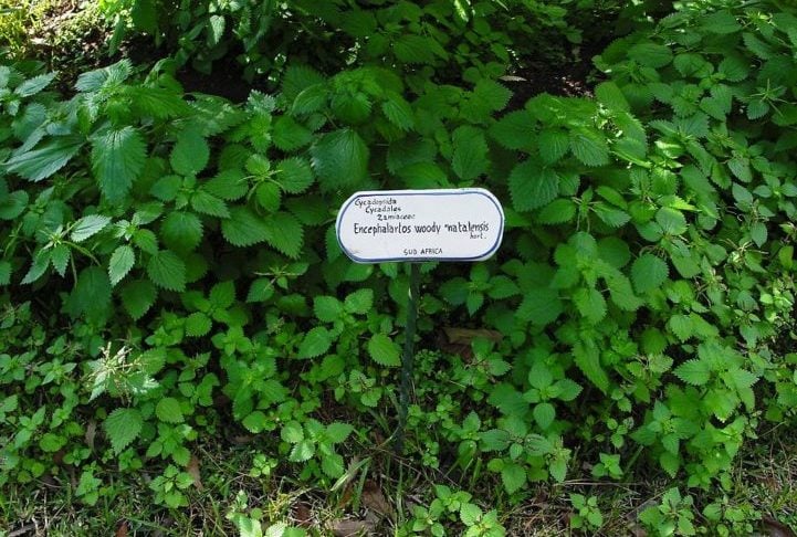 Hoje, um exemplar da espécie, que é cuidado de perto por especialistas, pode ser visto no Royal Botanic Gardens de Kew (Jardim Botânico de Londres).