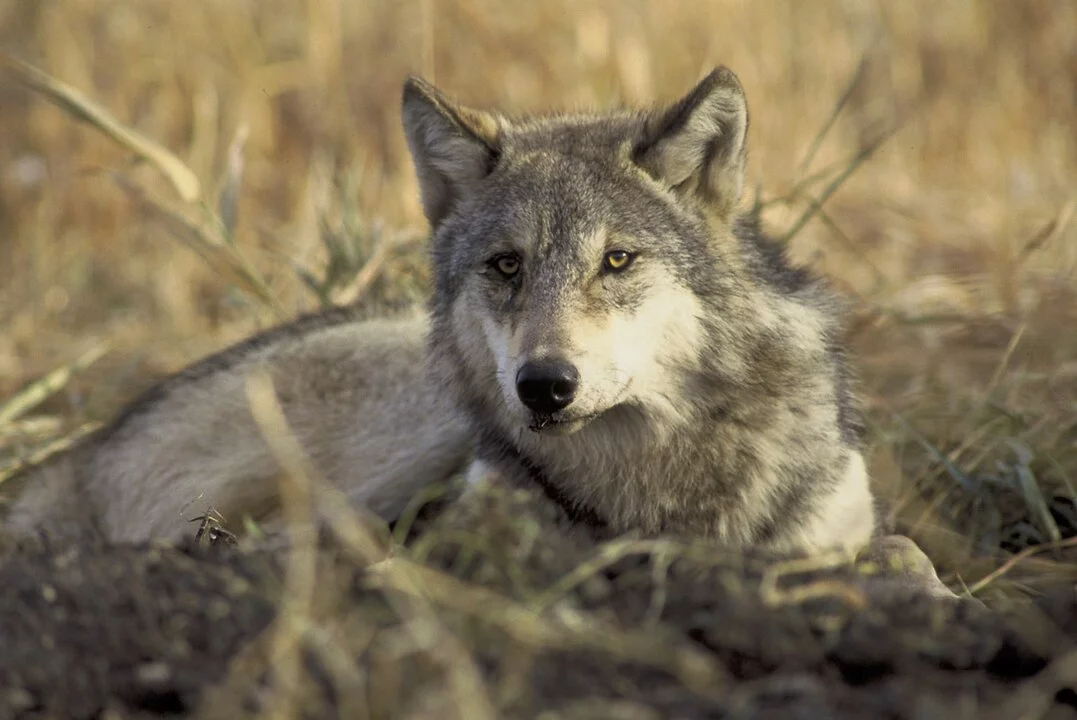 Os lobos cinzentos habitam diversos pontos do Hemisfério Norte. São encontrados, principalmente, no Canadá, Alasca, Ásia e Europa. Vivem cerca de 13 anos e são capazes de correr até 65 km/h, o que facilita a captura de presas. De forma solitária, eles capturam animais menores, como coelhos e castores. Mas, quando a presa é grande, os lobos se juntam em alcateia para o embate contra alces e bisões, por exemplo. 