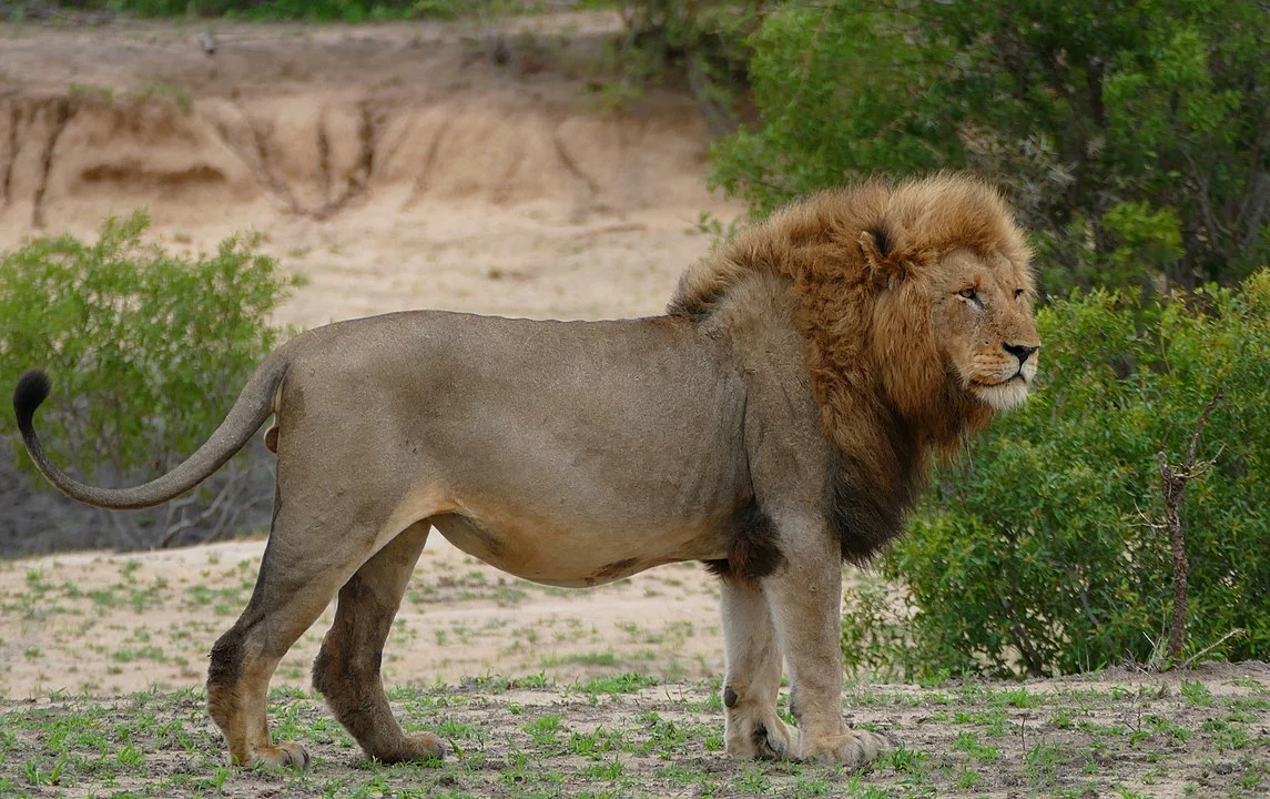 Conhecidos popularmente como Reis da Selva, os leões habitam as savanas da África e regiões semidesérticas. As fêmeas geralmente vivem mais tempo , entre 15 e 16 anos. Os machos, entre 8 e 10 anos. Ferozes, os leões são capazes de abater animais de grande porte, como zebras, antílopes e girafas. 