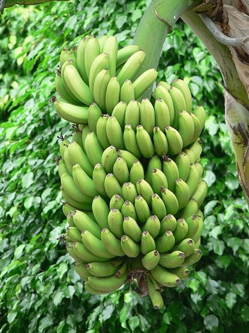 Essa descoberta é crucial, pois abre caminho para o desenvolvimento de novas estratégias para combater o fungo e proteger a produção de bananas.
