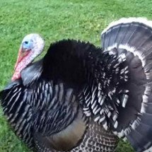 Tradição e características do peru, além de alternativas para seu Natal - Youtube/MrJaboelter