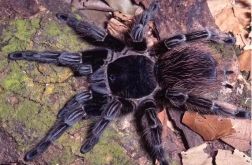 Veneno de aranha brasileira pode fazer diferença na cura do câncer - Divulgação Butantan