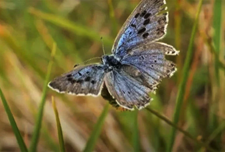 A Grande Borboleta Azul, que era considerada extinta desde 1870, reapareceu em agosto de 2022 na Inglaterra para alegria geral. Apontada com uma das mais belas do mundo, ela tem 5 cm de envergadura das asas, num delicado desenho. 