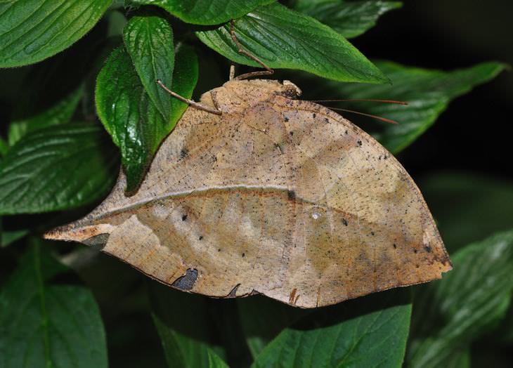 Borboleta Folha - Parece uma folha ressecada, o que serve como poderosa camuflagem. Quando se sentem ameaçadas ficam paradas e despistam com facilidade. Encontrada em vários países da Ásia. 