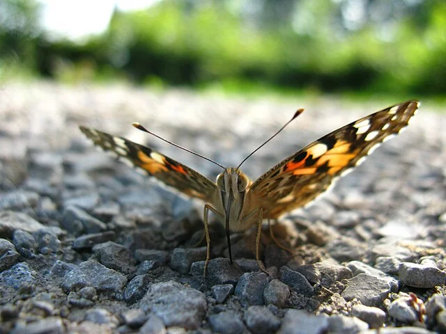 Essa descoberta explica o mistério levantado pelo entomologista Gerard Talavera em 2013. Ele achou borboletas Vanessa cardui, exaustas e com danos nas asas, numa praia da Guiana Francesa. Cruzar o oceano leva até 8 dias para as borboletas. Elas conseguem, mas é penoso. 