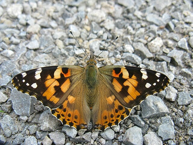 A borboleta Vanessa cardui é chamada popularmente de bela-dama. Ela é encontrada em todos os continentes, exceto na Antártida (por causa do gelo). A bela-dama vive em qualquer zona temperada, inclusive nas montanhas dos trópicos.  