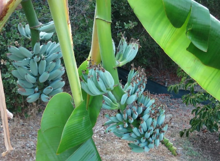 Na verdade, a leve coloração azul-prateada só aparece quando a banana ainda não está madura, em razão da fruta ter um revestimento natural de cera, material que impede a absorção integral da luz solar pela clorofila da casca. Em geral, essa variedade tem entre 18 e 23 centímetros de comprimento e adquire o tom amarelo característico das bananas quando amadurece.
