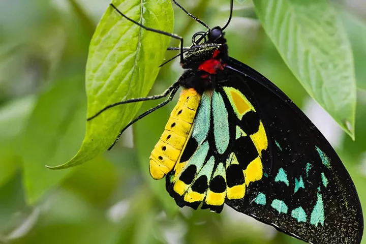 Asa de Pássaro- As suas asas dianteiras são escuras com uma faixa verde. A cauda é delicada. O macho é muito diferente da fêmea - o que caracteriza diformismo sexual. Esta espécie se limita à Nova Guiné e está ameaçada de extinção. 