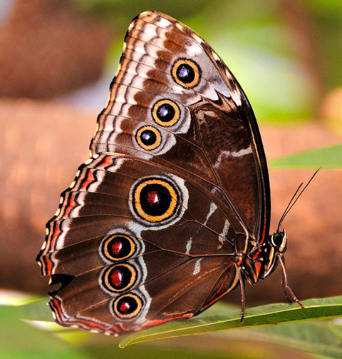 Borboleta Coruja - Vive apenas na América do Sul. É uma espécie grande, de 17cm de envergadura (a maior do Brasil). Repousa nos troncos durante o dia e voa cedinho ou no fim da tarde. Livra-se de predadores com mais facilidade ao abrir as asas que imitam olhos grandes.