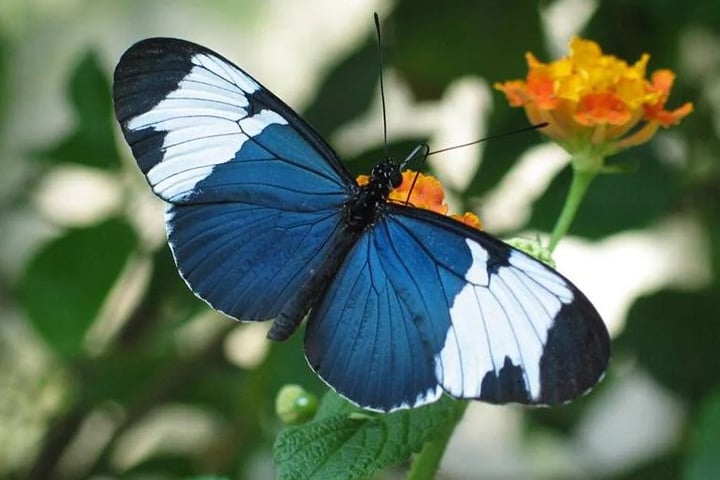 Flor-da-Paixão - Também chamada de Longwings (asas longas), passeia pelo sul do Estados Unidos até a Cordilheira dos Andes, na América do Sul, passando pela América Central. 