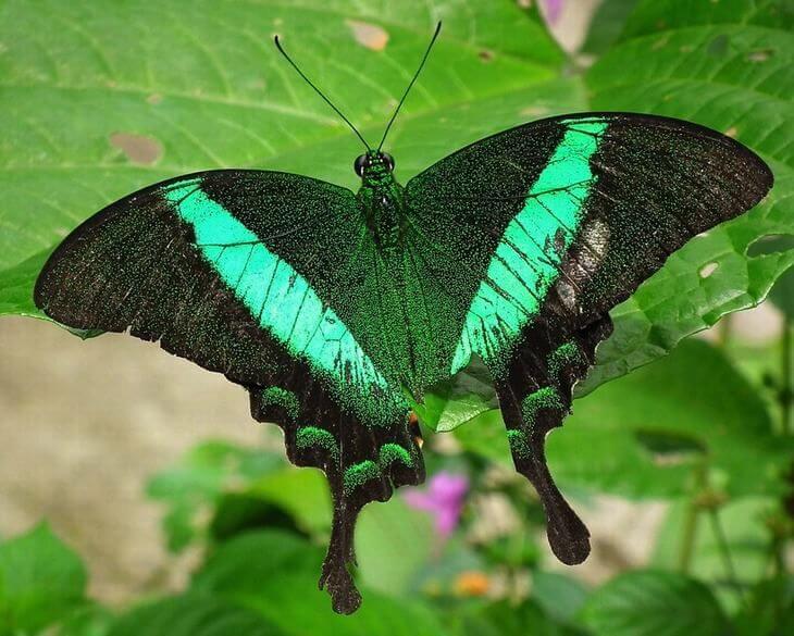 Borboleta Esmeralda - Vive na Serra Nevada (Espanha) e no Canadá. Prefere terrenos arenosos  e de vegetação baixa. O nome vem do verde brilhante nas asas. 