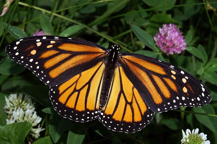 Monarca - Também chamada de Tigre Laranja, por causa das cores das asas.  Natural da América do Norte, faz um dos mais longos percursos de migração: 4.000 km até o México, onde passa o inverno. Essa espécie é venenosa por causa da alimentação na fase lagarta. 