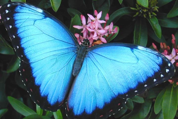 Morfo Azul - Esta borboleta pode medir até 20cm, uma das maiores do mundo. Encontrada no Brasil, Paraguai, Colômbia, Venezuela e México. Tem vida curta:  cerca de 115 dias. 