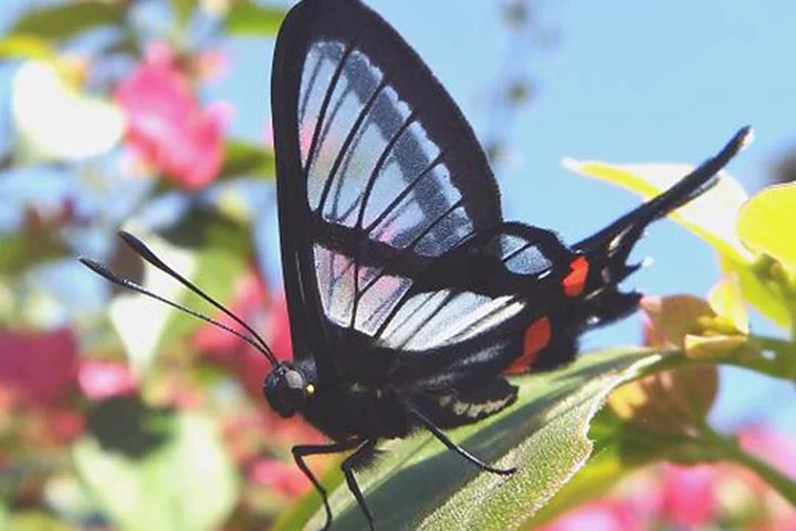 Sylphina Angel - Destaca-se por ter asas transparentes. Vive no Peru, Equador e Bolívia. Voa até 320 km em busca de alimento, principalmente na primavera, quando as flores ficam ricas em pólen.  