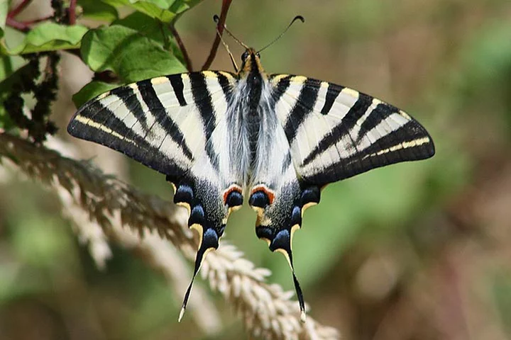 Borboleta Zebra - O nome é por causa das listras (que nem sempre são pretas e brancas; podem ter outras cores, como laranja, vermelho e azul). A cabeça tem pêlos e um par de antenas compridas. Vive na Península Ibérica e no Norte da África. 