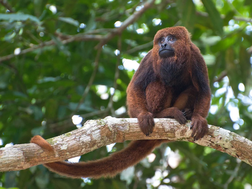 Os macacos Bugio habitam florestas tropicais, principalmente no Brasil, Argentina e México. São herbívoros e vivem em média 20 anos. Medem até 80 cm e pesam até 7 kg. A sua pelagem apresenta diferentes cores, variando do marrom escuro ao ruivo. 