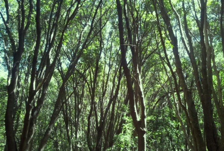 Por enquanto, o projeto cobriu menos de 2% dos quase 4.100 hectares da floresta.