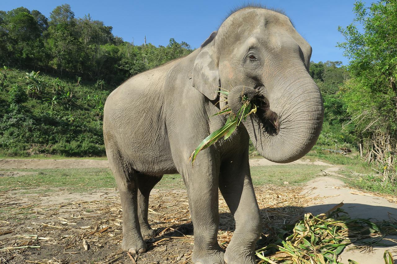 Os elefantes são os maiores animais terrestres, podendo medir até 3,2 metros e pesar até 7 toneladas. Eles habitam a África e a Ásia. Apesar do gigantismo, que pode dar uma aparência ameaçadora, o animal é herbívoro. Come gramíneas, cascas de árvore e raízes. Dependendo da espécie, um elefante pode viver até 70 anos. 