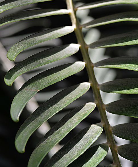 A Encephalartos woodii é considerada uma planta 