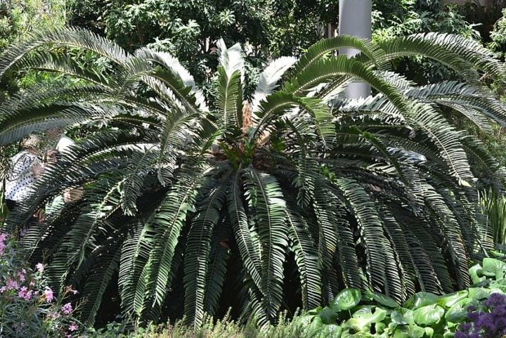 Elas têm um formato arqueado que dá a Encephalartos woodii uma copa densa em formato de guarda-chuva. 