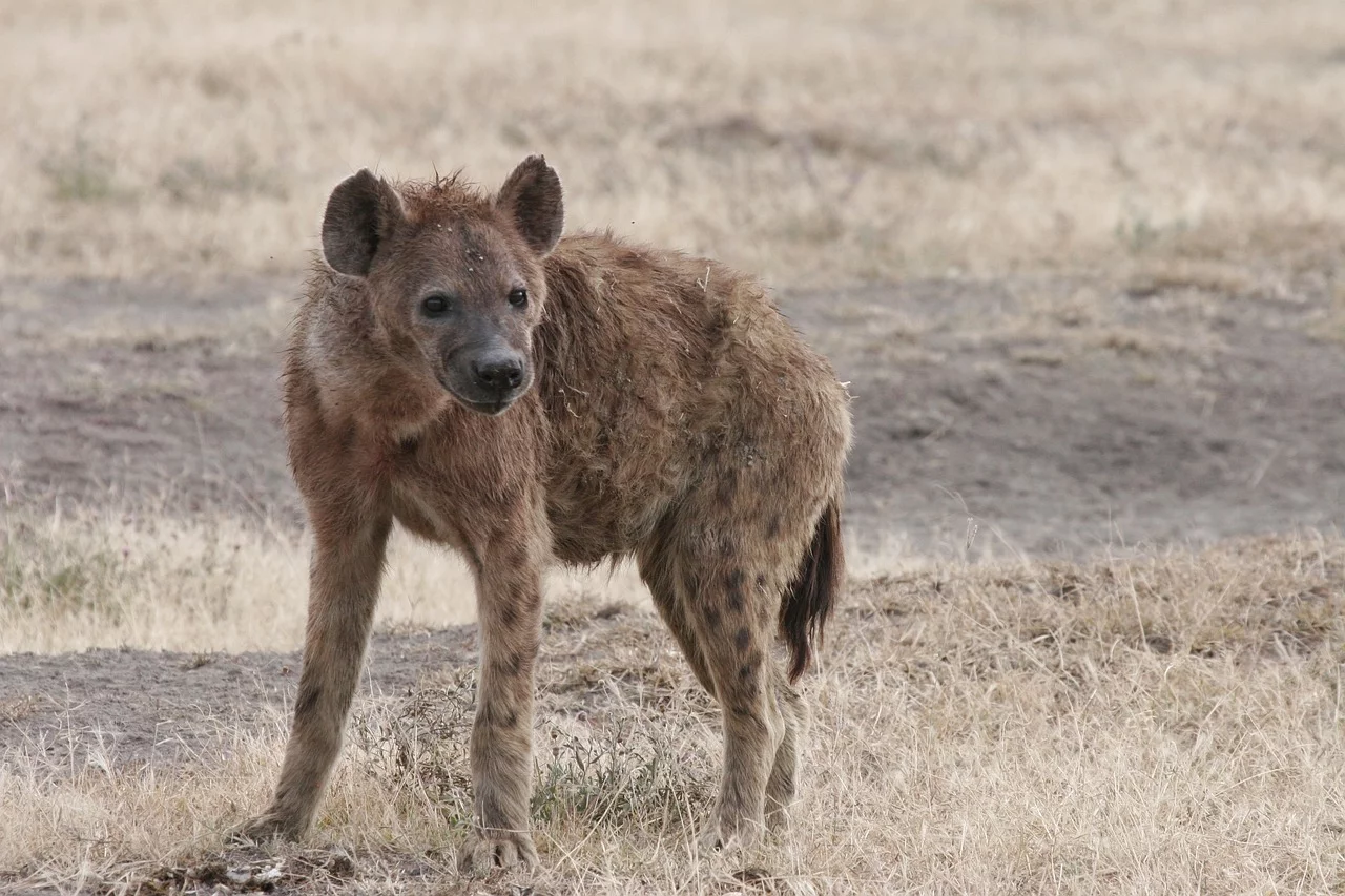 As hienas habitam a África e a Ásia. Estão em florestas e savanas. E vivem até 12 anos. Além de caçar animais para comer, as hienas também se aproveitam de carniças - animais que já estão mortos. Além disso, elas têm o hábito de comer fezes de outros animais, como gnus e antílopes. 