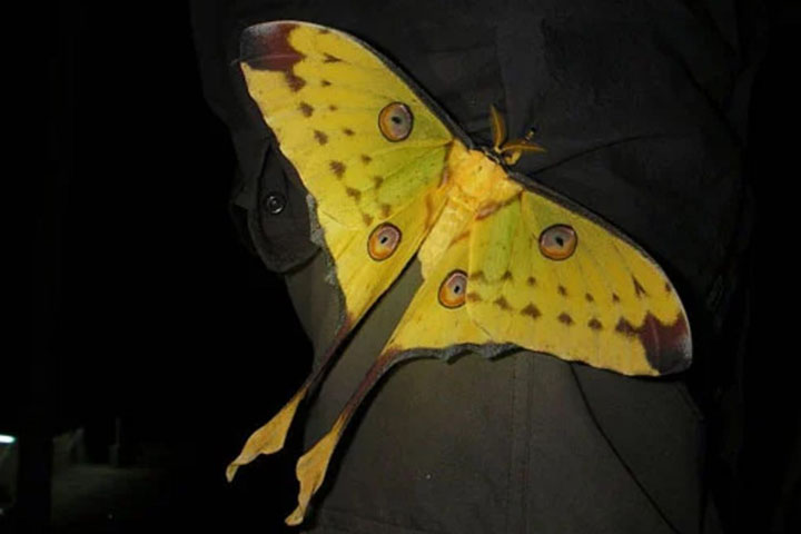 Mariposa Cometa - Comum em Madagascar, tambÃ©m Ã© chamada de mariposa-da-lua. Os machos sÃ£o bem maiores que as fÃªmeas. Um aspecto impressionante Ã© a cauda longa, vermelha e amarela, usada na defesa contra atacantes