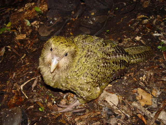 Kakapo - Seu som atinge 132 decibéis e vai longe (ouvido a 6 km de distância). 