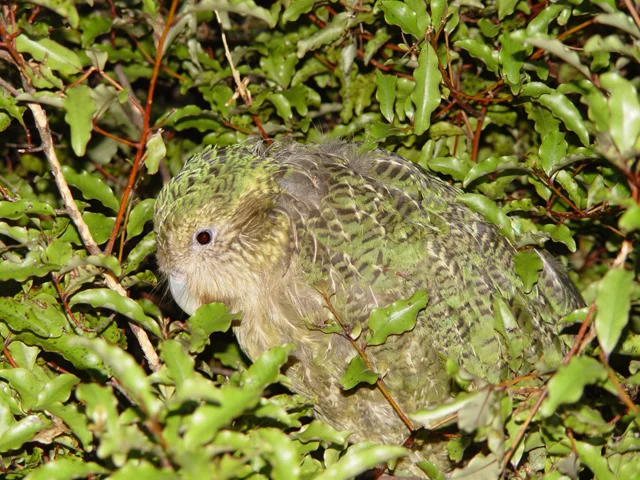 Os kakapos são animais raros (incluídos no grupo que tem risco de extinção), que vivem na Nova Zelândia. São aves que não voam e ganharam esse nome porque têm hábitos noturnos (kakapo significa 'papagaio da noite' no idioma maori). Quando consegue sobreviver à atividade predatória, essas aves vivem até 60 anos. 