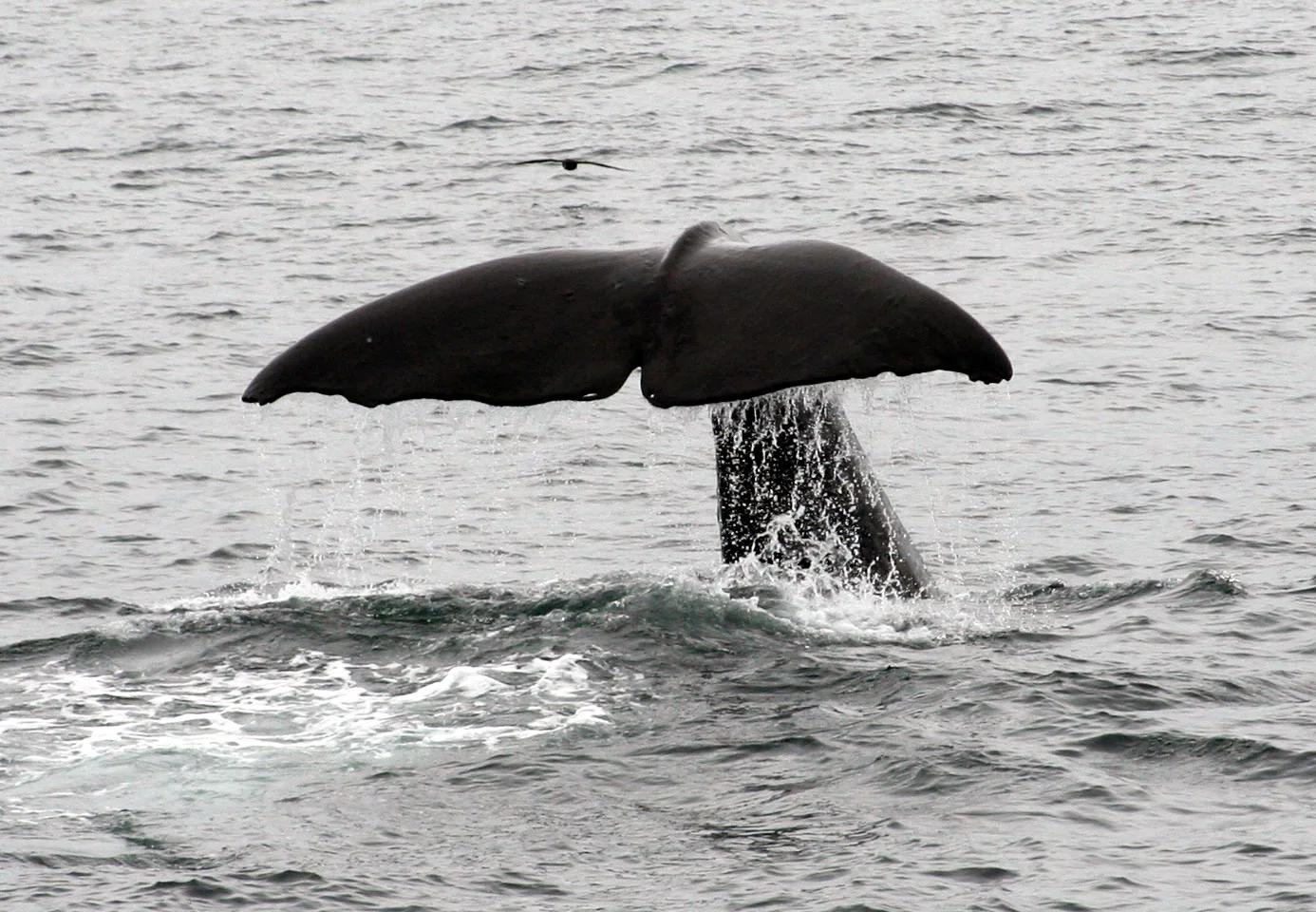 A baleia cachalote é um mamífero de origem ibérica que habita oceanos do mundo inteiro. É o maior carnívoro do planeta. Os machos chegam a ter entre 15 e 20 metros. As fêmeas, de 12 a 14 metros. Eles pesam até 80 toneladas. Conseguem ficar até 50 minutos dentro da água sem subir à superfície para respirar e mergulham a até 1.000m de profundidade. 