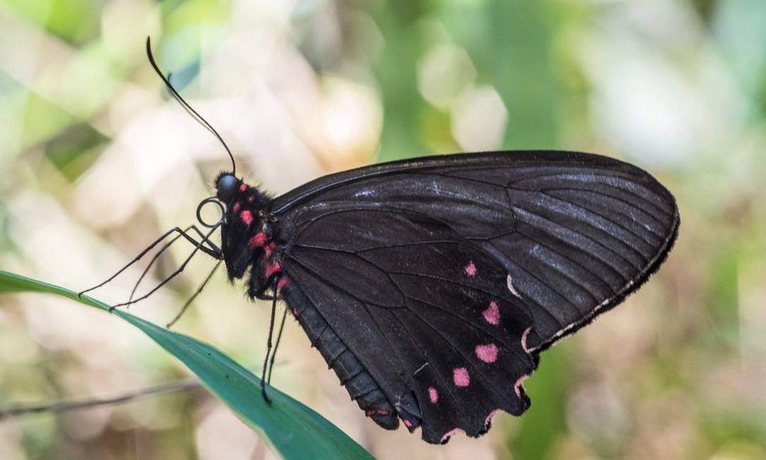 Em Minas Gerais, uma Borboleta Ribeirinha, espécie rara e ameaçada de extinção, também foi encontrada por pesquisadores, que festejaram a novidade. 