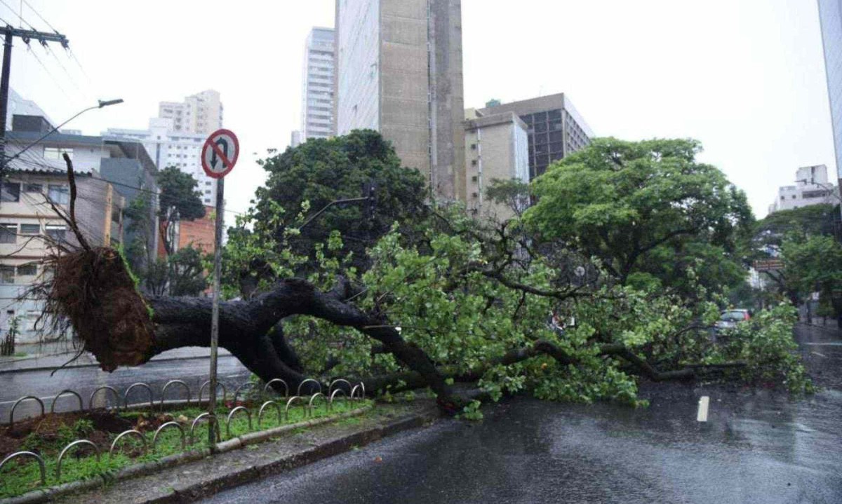 Árvore não atingiu a fiação elétrica, mas obstruiu parte da via sentido bairros -  (crédito: Gladyston Rodrigues/EM/D.A Press)
