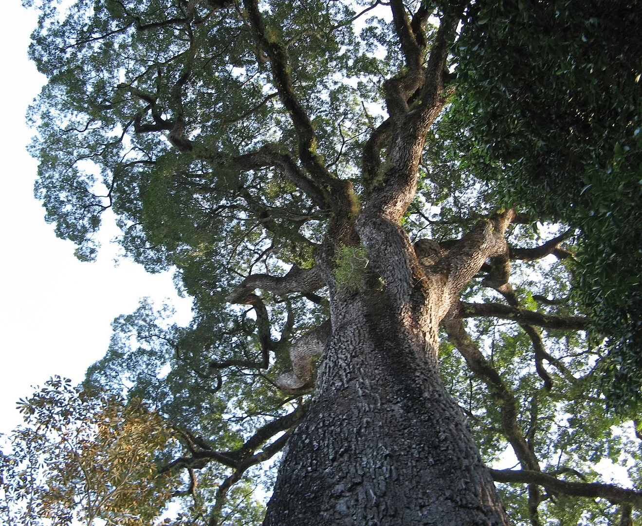 Uma curiosidade é que um jequitibá-rosa no Parque Estadual do Vassununga, em Santa Rita do Passa Quatro, em São Paulo, é considerada uma das árvores mais antigas do mundo, com idade estimada em 3 mil anos.