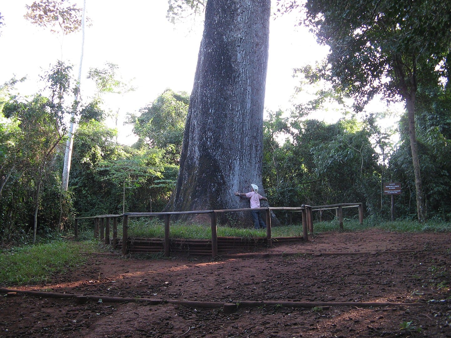 Os visitantes costumam posar com os braços abertos, junto à árvore, para dar dimensão de sua grandiosidade. São 49 metros de altura e  circunferência de 16 metros. Seriam necessárias 10 pessoas de mãos dadas para dar a volta em seu tronco. A árvore se chama 