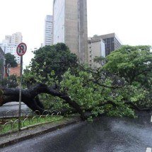 Árvore de grande porte cai no Funcionários e obstrui trânsito parcialmente - Gladyston Rodrigues/EM/D.A Press