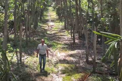 Uma comunidade japonesa radicada  em Tomé-Açu, no nordeste do Pará, tornou-se modelo de produção agrícola e combate ao desmatamento da Amazônia. A rede britânica BBC contou a história num documentário. -  (crédito:  Reprodução de vídeo BBC)